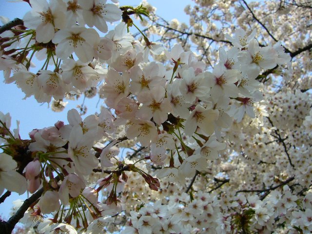 20090406_02.jpg - cherry blossom